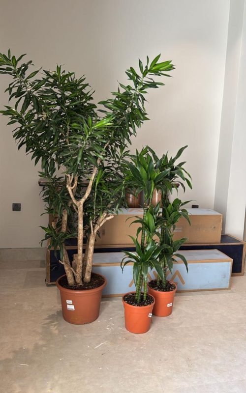 WhatsApp Image 2025-09-22 at 3.07.20 PM (4)